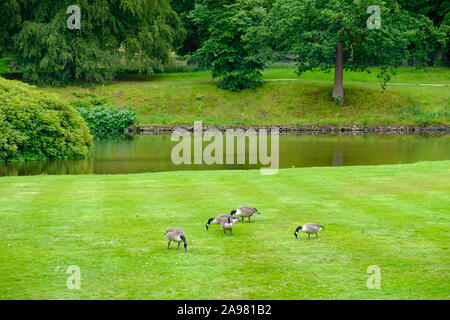 Stockport, Großbritannien - 21. Juli 2019: feed Gänse auf dem Rasen der Gärten von Lyme Hall historischen englischen Herrenhaus und Park in Cheshire, Großbritannien Stockfoto