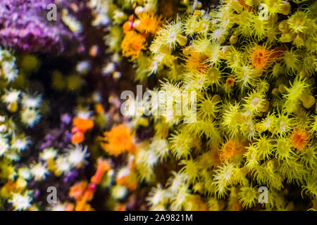 Makro Nahaufnahme von einem bunten Meer Bett von zoantharia Seeanemonen, marine Leben Hintergrund Stockfoto