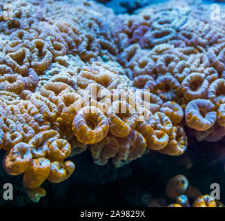 Große Blume Korallen in Nahaufnahme, Stony Coral specie vom karibischen Meer, marine Leben Hintergrund Stockfoto
