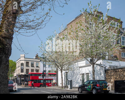 Urban Prunus avium 'Plena' Kirschbäume blühen, London N 19. Stockfoto