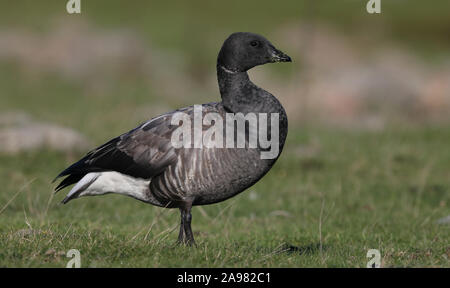 Brent Gans / Brent / Branta bernicla auf dem Boden stehend Stockfoto