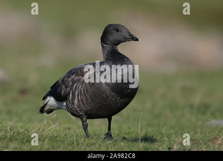 Brent Gans / Brent / Branta bernicla auf dem Boden stehend Stockfoto