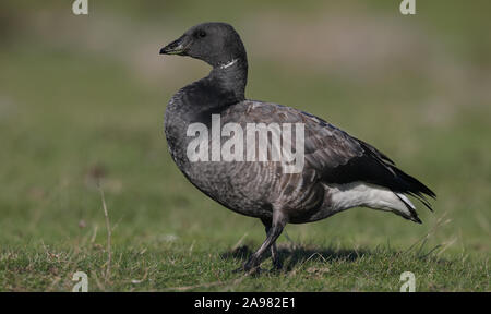 Brent Gans / Brent / Branta bernicla auf dem Boden stehend Stockfoto