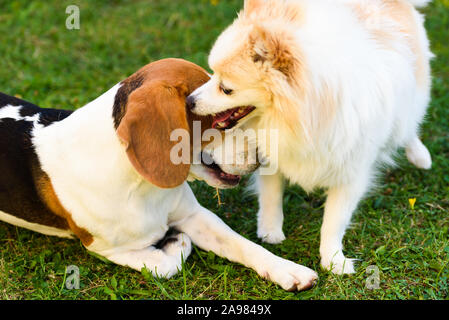 Zwei Hunde spielen auf einem grünen Gras im Freien. Beagle Hund mit weißen pomeranian spitz Stockfoto