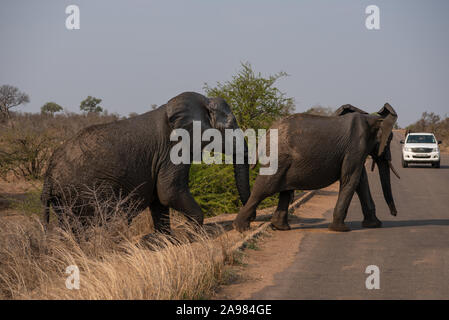 Besucher Elefanten beobachten, überqueren Sie die Straße in den Kruger National Park Stockfoto