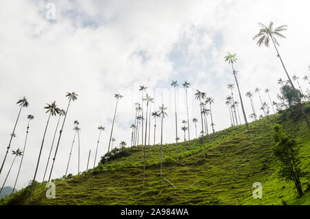 Cocora Tal wunderschöne Landschaft, mit Quindio Palmen, Ceroxylon quindiuense Wachs, nationalen Baum von Kolumbien. Stockfoto