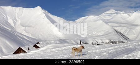 Hund auf verschneiten Skipiste in schöner Wintertag. Kaukasus, Georgien, Region Gudauri. Panoramablick. Stockfoto