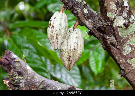 Kakaobohnen noch hängt am Baum, reif und bereit geerntet zu werden. Eine kleine Farm in Bali, Indonesien, wachsenden und mit verschiedenen lokalen Stockfoto