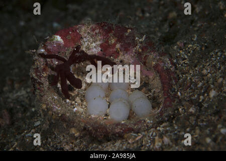 Orang-utan Krabbe (Achaeus japonicus) in der Nähe der Eier von Flamboyant Tintenfische (Metasepia pfefferi). Unterwasser makro Bild vom Tauchen in Lembeh Strait, Stockfoto