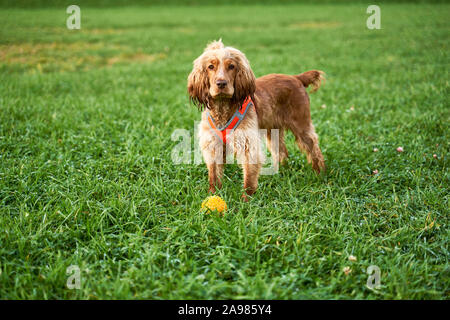 Ingwer Farbe curly Spaniel steht auf grünem Gras Stockfoto