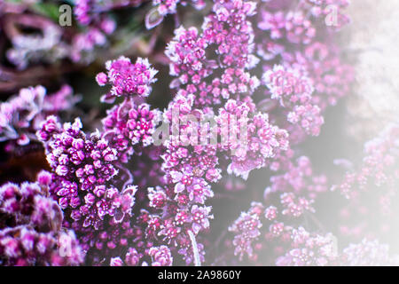 Ersten Frost auf auf die kleinen roten Blüten mit schön fällt das Licht der Sonne, in den späten Herbst. Natürliche Hintergrund. Ansicht von oben, aus der Nähe. Stockfoto