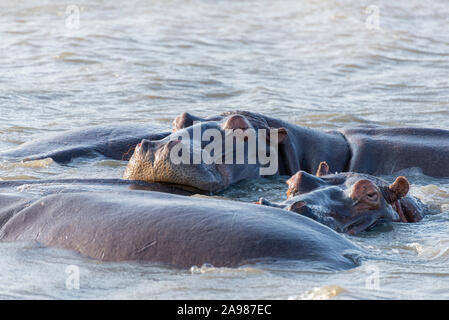 Eine Gruppe von flusspferden Entspannung im Wasser nebeneinander in Isimangaliso Wetland Park Stockfoto