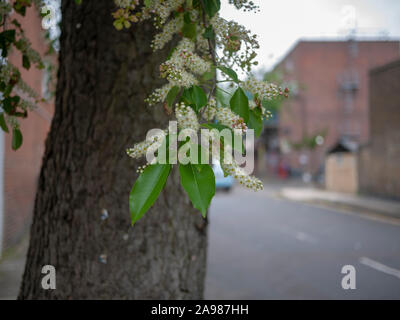 Nahaufnahme der Blütenstände, Blätter und rissige Rinde eines Black Cherry (Prunus serotina) Straße Baum, Islington, London N 19. Stockfoto
