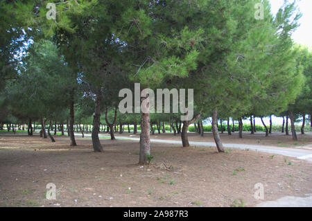 Pine forest with a dirt road that crosses it in a recreational area in the Mediterranean Stockfoto