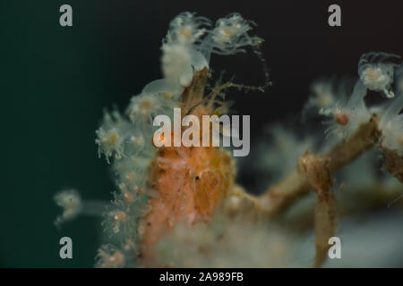 Stachelige Seespinne (Achaeus Spinosus). Unterwasser Makrofotografie von Lembeh Strait, Indonesien Stockfoto