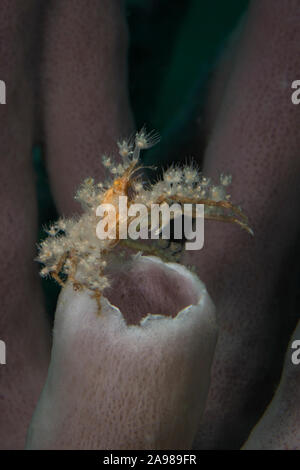 Stachelige Seespinne (Achaeus Spinosus). Unterwasser Makrofotografie von Lembeh Strait, Indonesien Stockfoto