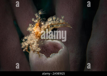 Stachelige Seespinne (Achaeus Spinosus). Unterwasser Makrofotografie von Lembeh Strait, Indonesien Stockfoto