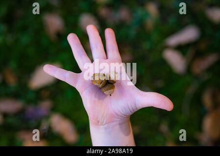 Drei braune Eichel in der Hand des Kindes öffnen. Stockfoto