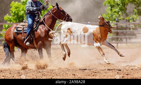 Ein Kalb von einem Cowboy reiten ein Pferd während einer Veranstaltung in einem Land Rodeo roped Stockfoto