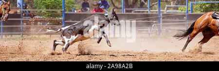 Nahaufnahme von einem Kalb unter den Staub an einer Mannschaft bei einem Land Rodeo angeseilt werden Stockfoto