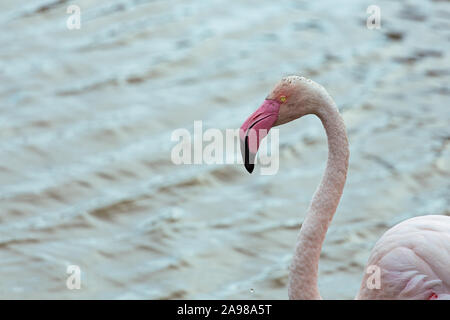 Große rosa Flamingo Schnabel und der kopfseitige Portrait auf blauem Wasser See Hintergrund Stockfoto