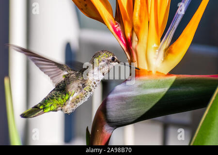 Kleine Anna's Kolibri Nektar trinken aus einem Bird Of Paradise (Strelitzia reginae) Blume in einem öffentlichen Park in San Francisco, Kalifornien Stockfoto