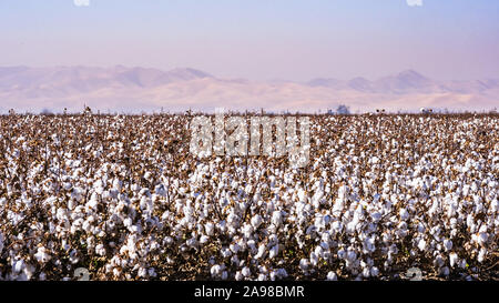 Baumwolle Feld bereit für die Ernte; Verschmutzung und Dunst in der Luft sichtbar, so dass die Berge im Hintergrund zu sehen; Zentrales Kalifornien Stockfoto