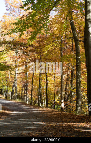 Herbstbäume spiegeln sich in einem See im Nationalpark Mont-St-Bruno. Stockfoto