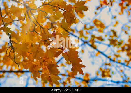 Zweig mit Ahorn Blätter im Herbst mit Sonnenstrahlen glänzenden Stockfoto
