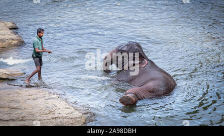Pinnawala / Sri Lanka: August 03 - 2019: Die unspezifische Mann, Badewanne mit seinen Elefanten am Fluss in der Nähe von Pinnawala. Hier ist ein Kindergarten fo Stockfoto
