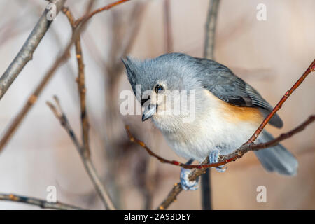 Getuftete Meise (Baeolophus bicolour) auf einem Zweig im Winter thront. Stockfoto