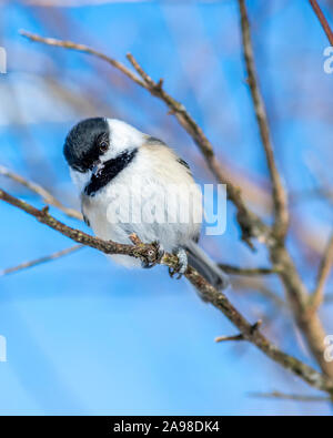 Closeup Portrait von Black-capped chickadee (Poecile atricapillus) auf einem Ast sitzend. Stockfoto