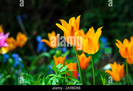 Blühende yellow tulip in einem Garten, mit einer selektiven Fokus und eine geringe Tiefenschärfe fotografiert, verschwommenen Hintergrund Stockfoto