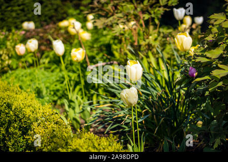 Blühende yellow tulip in einem Garten, mit einer selektiven Fokus und eine geringe Tiefenschärfe fotografiert, verschwommenen Hintergrund Stockfoto