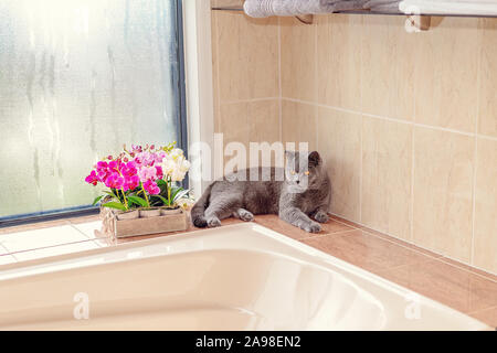 Schön voll männlich Britisch Kurzhaar Katze sitzt in einer Ecke hinter einer Badewanne mit Regentropfen auf dem Fenster gewachsen Stockfoto