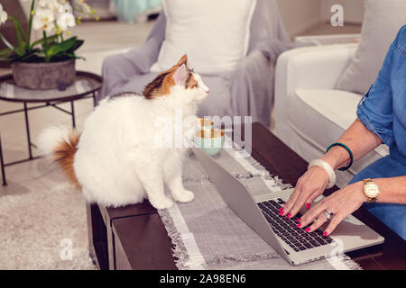 Spielerisch voll weibliche Norwegische Waldkatze beobachten, dessen Eigentümer der Texteingabe auf einem Laptop gewachsen Stockfoto