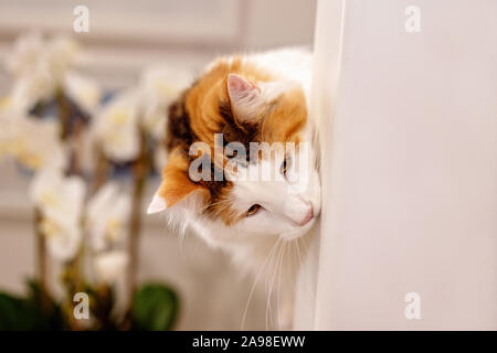 Verspielt weiblichen Norwegische Waldkatze peeking um eine Ecke und wollen zu engagieren und mit seinen menschlichen Besitzer spielen Stockfoto