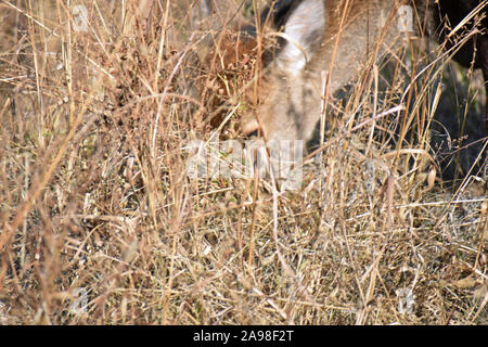 Beweidung Fawn Stockfoto