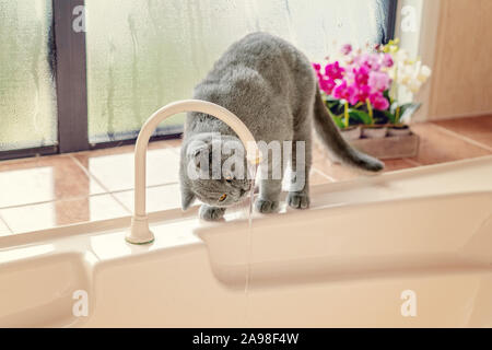 Britische kurze Haare grauer Kater Trinkwasser aus dem Hahn über einen Whirlpool Whirlpool mit Regentropfen auf dem Fenster Stockfoto