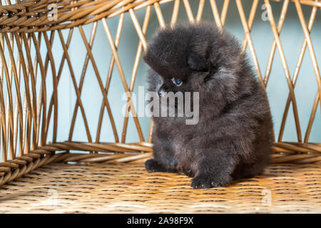 Cute Puppy von Miniatur Pomeranian Zwergspitz oder Zwerg Spitz (Spitz) schwarze Farbe auf einem Stuhl. Kleiner Hund ist 2 Monate alt. Stockfoto