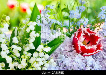 Maiglöckchen Blumen und Lila mit Tulpen Stockfoto