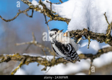 Eine weibliche Downy Woodpecker (Dryobates pubescens) auf einem schneebedeckten Zweig im Winter. Stockfoto