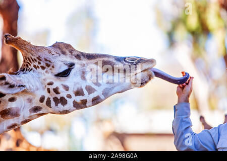 Eine Giraffe erreichen für eine Karotte mit seiner Zunge Stockfoto