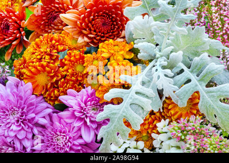 Herbst Blumen close up Stockfoto