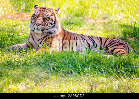 Ein Sumatra-tiger ruht auf dem Rasen im Schatten nach der Fütterung Stockfoto