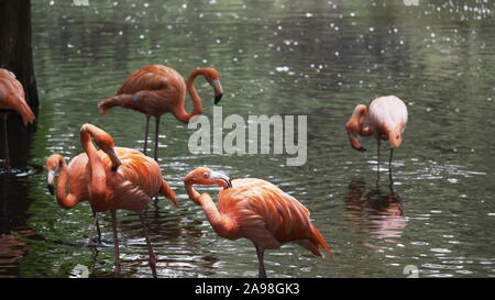 JACKSONVILLE, FL, USA- OCT, 23, 2017: Nahaufnahme einer amerikanischen Flamingo-Herde, die in einem Teich steht - nur redaktionell Stockfoto