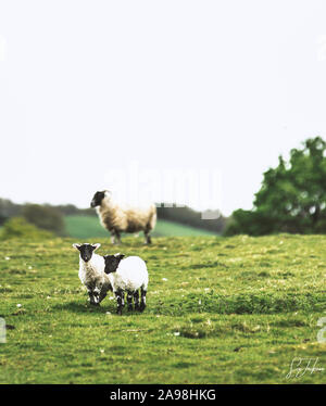 Lief weg von Mama. Stockfoto