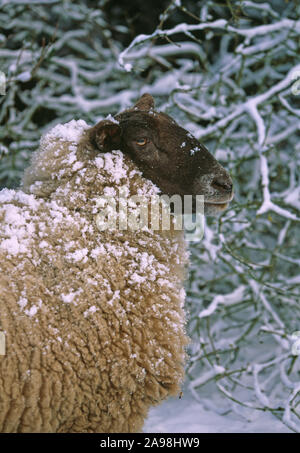 SUFFOLK KREUZ SCHAFE. Ewe. Weibchen mit schneebedecktem Fleece oder Wollmantel. Wintersaison Klima Wetter Überleben. Nahaufnahme. Kopfprofil. Hecke. Stockfoto