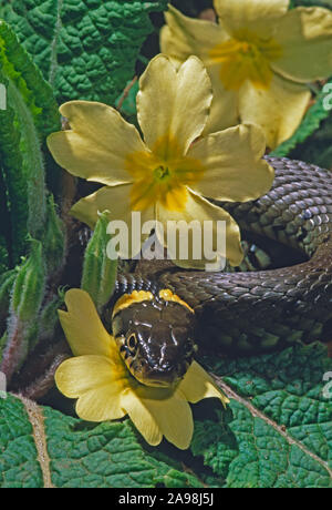 GRASNATRIX natrix ruht auf gelben Primrose-Blüten (Primula vulgaris). Feder. Aus dem Winterschlaf. Thermoregulation. Stockfoto