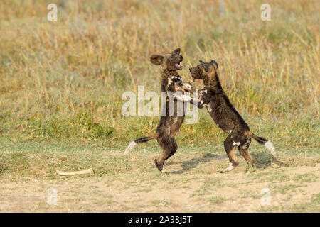 Zwei wilden Hund Welpen spielen und springen auf die Hinterbeine außerhalb ihrer Höhle, Querformat, Ol Pejeta Conservancy, Laikipia, Kenia, Afrika Stockfoto